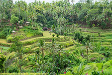 rice terraces